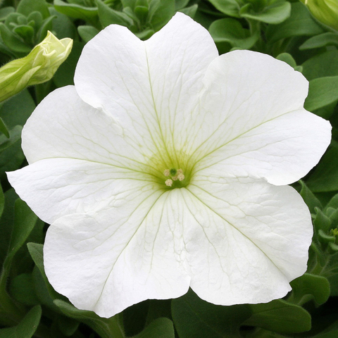 S60195 Петуния кустовая Grandiflora Prism F1 White 100 шт.