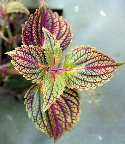 Гертруда ТТ колеус