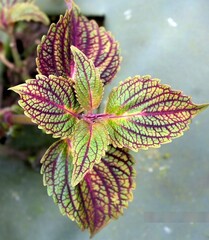 Гертруда ТТ колеус