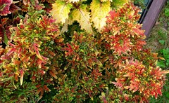 Монако Тай колеус КСР