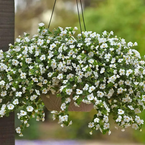 Бакопа Мега Вайт