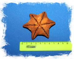 Сушеная морская звезда Патирия Гребешковая, Patiria pectinifer для декора