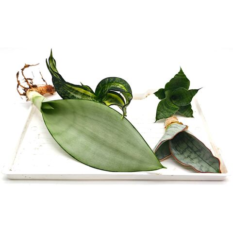 Черенки суккулентов, набор №4