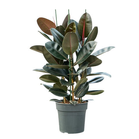 Фикус Эластика микс 3 РР