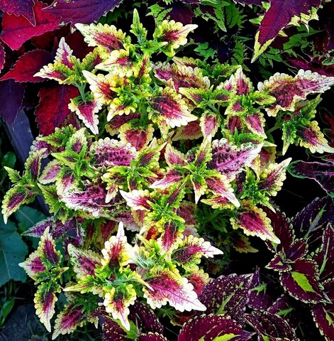 Мила Тай колеус КСР