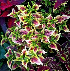 Мила Тай колеус КСР