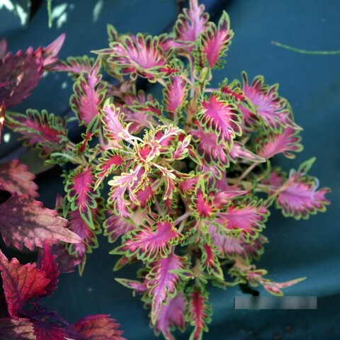 Алёночка-красавица ТТ колеус