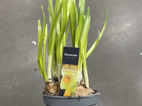 Нарцисс Spring Sunshine