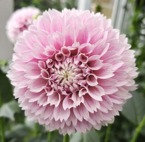 Георгин Маршмелоу Бейби (Marshmallow Baby)