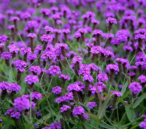S2403 Вербена жесткая Santos PURPLE 10 шт.