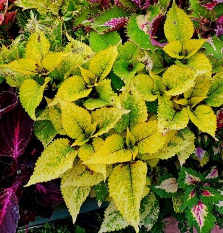 Малахитовая шкатулка LO колеус КСР