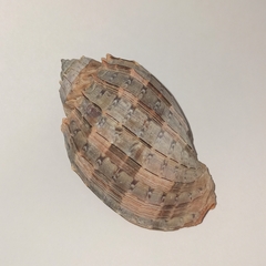 Ракушка харпа дорис (harpa doris), 7-9 см, 1шт