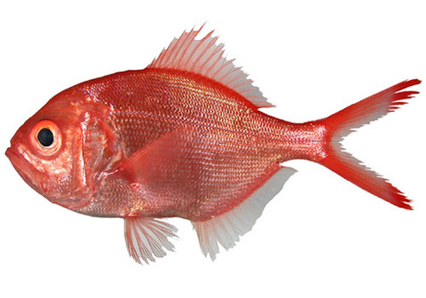 Берикс охлажденный~1кг