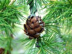 Семена Лиственница Европейская Larix decidua