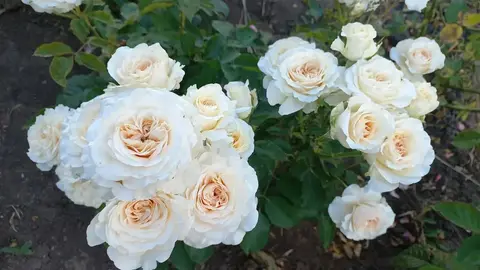 Крим Эбандэнс(Cream Abundance)