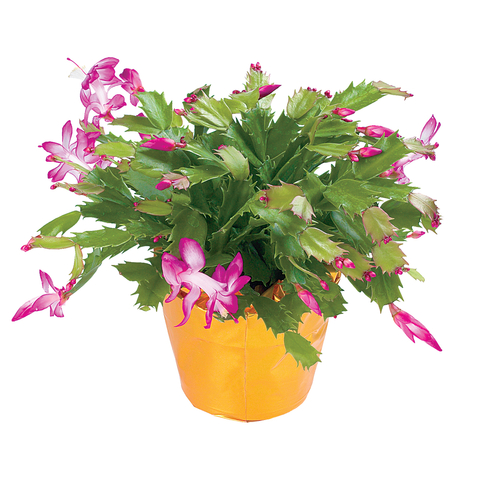 Шлюмбергера (Декабрист)