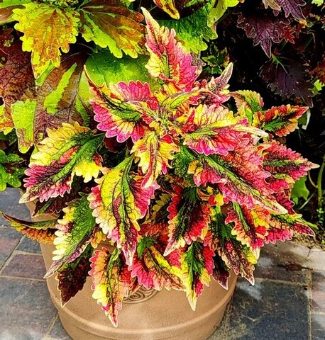 Монпасье колеус КСР