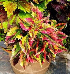 Монпасье колеус КСР