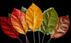 Силиконовый вайнер лист универсальный № 10