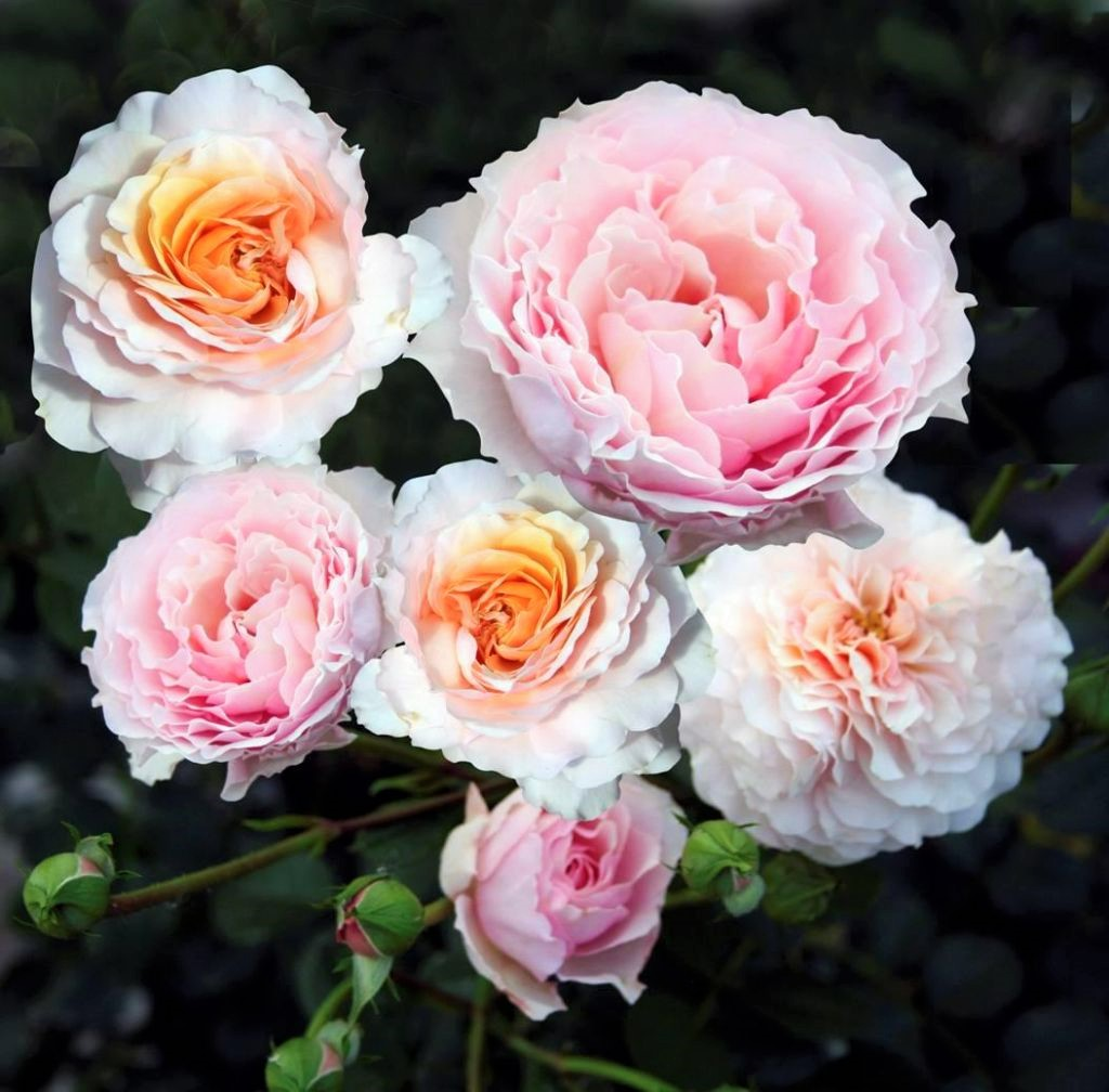 Роза Rose der Hoffnung (Розе дер Хофнунг) купить в Садовом Дворике с доставкой п