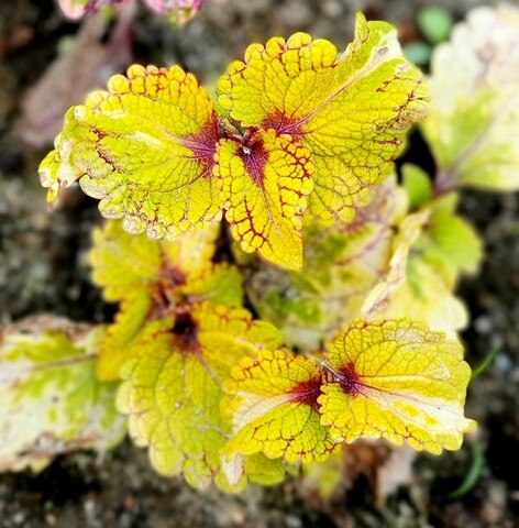 Шкура Дракона колеус