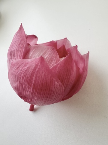 Лотос стабилизированный Розово-малиновый 6-9см (1шт) см.доп.описание