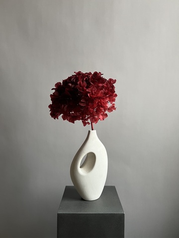 Гортензия макрофила стабилизированная винная