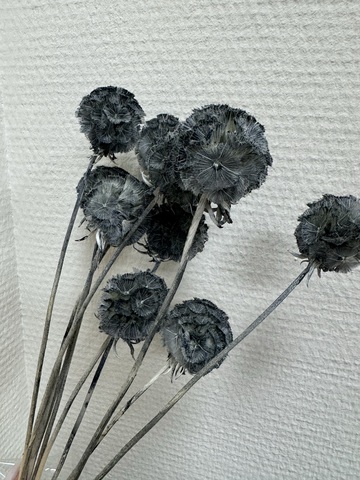 Скабиоза  стабилизированная Серый ( 10 шт в упаковке)