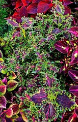 Ноктюрн Тай колеус КСР