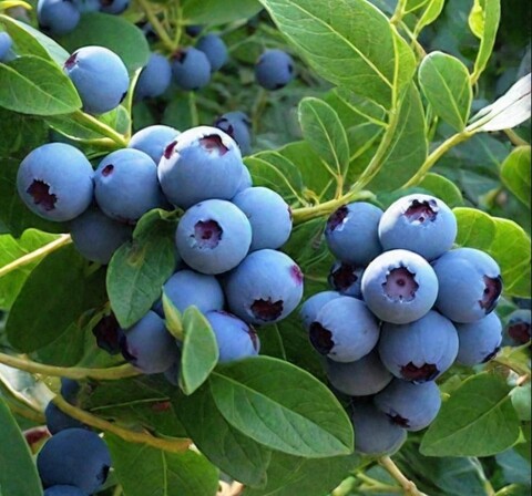 Голубика Голдтраубе