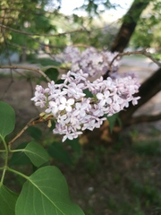селекты
