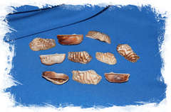 Ракушки Арка пеанут 400 гр.