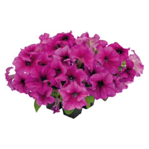 S60240 Петуния кустовая Grandiflora Succes!360* Burgundy Vein 10шт.