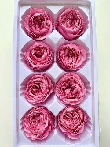 Роза пионовидная 4-5см Ягодный щербет (цена за 4шт)