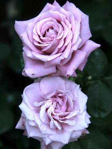 Лугдунум (Lugdunum)