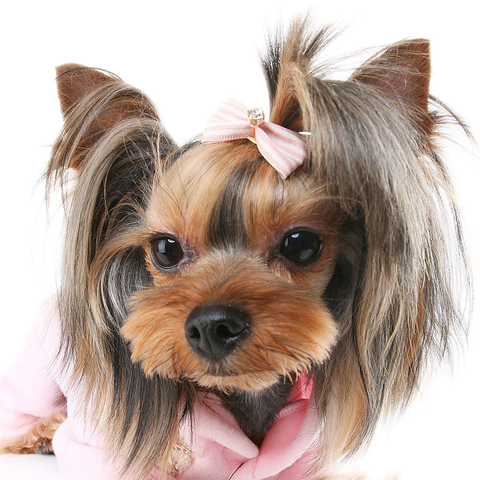 027 Заколка Puppy Angel