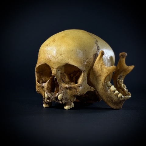 Череп человека ребёнок (анатомическая модель)