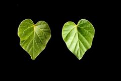 Силиконовый молд 