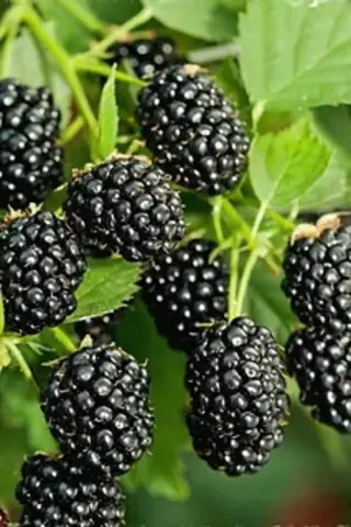 Ежевика Бжезина (Brzezina) (бесшипная)