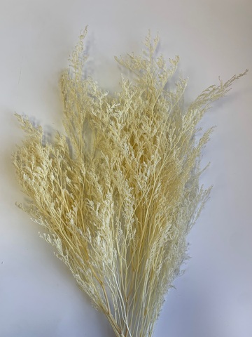 Кермек выбеленный Айвори