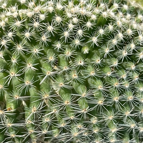 Маммиллярия Матуде Кристата d7