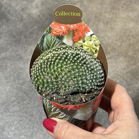 Маммиллярия Матуде Кристата d7