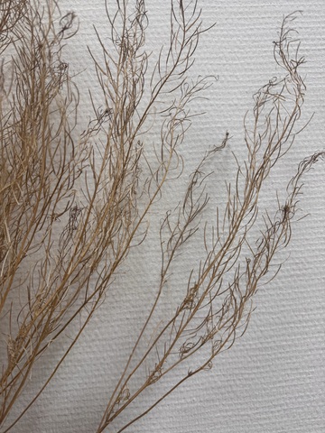 Кружевница сухоцвет Натуральный