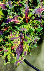 Ноктюрн Тай колеус КСР