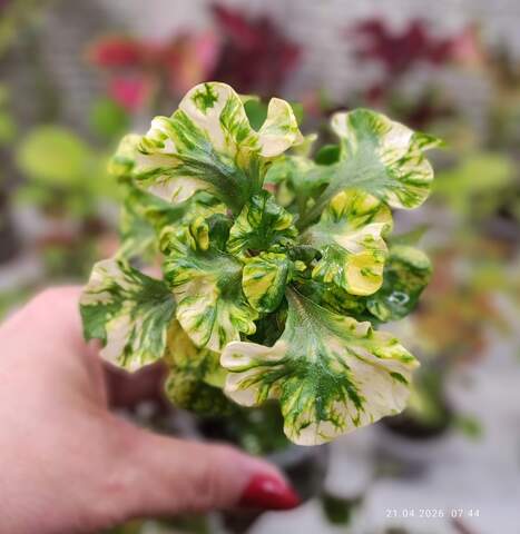 Альтернантера филиппинская