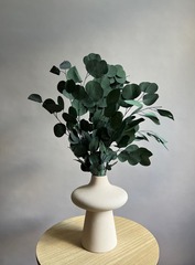 Эвкалипт Популус стабилизированный зеленый