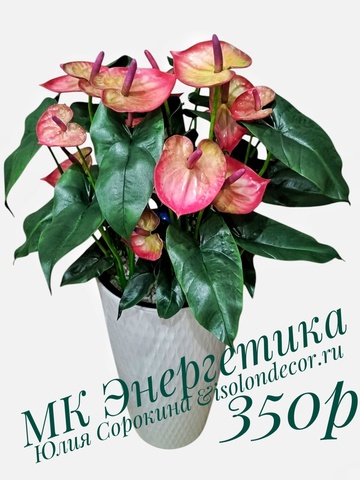 Молд пластиковый+Вайнер силиконовый 