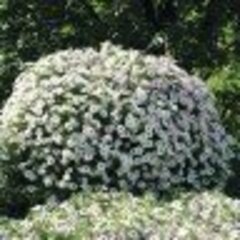 Петуния ампельная F1 Тайдал Вэйв Сильвер