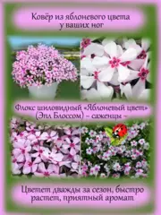 Почвопокровные и ампельные