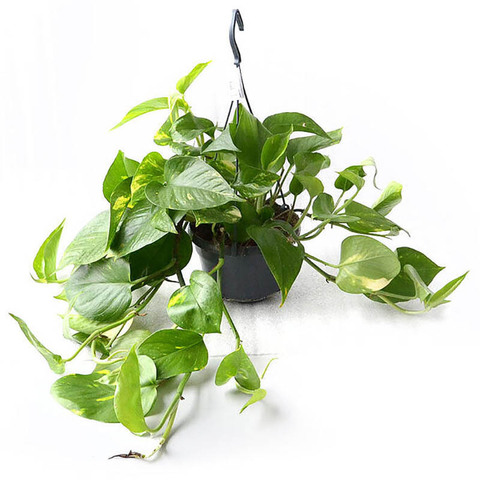 Эпипремнум подвесной